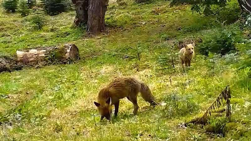 K?z?l tilki ile yavrusu fotokapanla g?rüntülendi